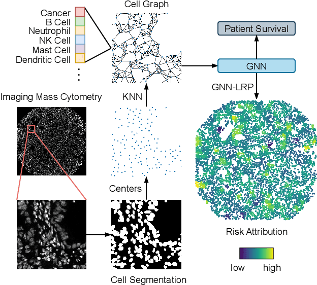 Figure 1 for xCG: Explainable Cell Graphs for Survival Prediction in Non-Small Cell Lung Cancer