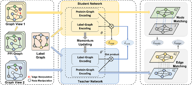 Figure 1 for SemiGNN-PPI: Self-Ensembling Multi-Graph Neural Network for Efficient and Generalizable Protein-Protein Interaction Prediction
