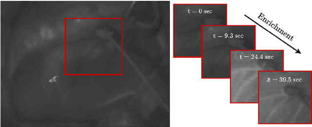 Figure 1 for Robust Tracking with Particle Filtering for Fluorescent Cardiac Imaging
