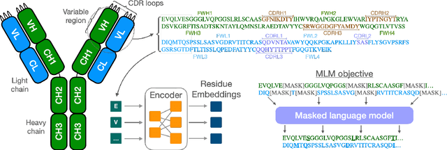 Figure 1 for Large scale paired antibody language models
