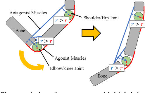 Figure 4 for Exceeding the Maximum Speed Limit of the Joint Angle for the Redundant Tendon-driven Structures of Musculoskeletal Humanoids