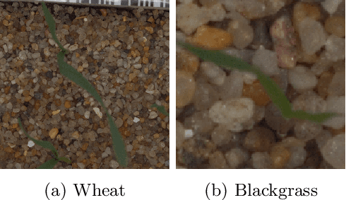 Figure 3 for Multispectral Fine-Grained Classification of Blackgrass in Wheat and Barley Crops