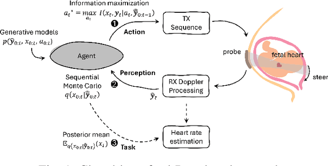 Figure 1 for Active Inference for Closed-loop transmit beamsteering in Fetal Doppler Ultrasound