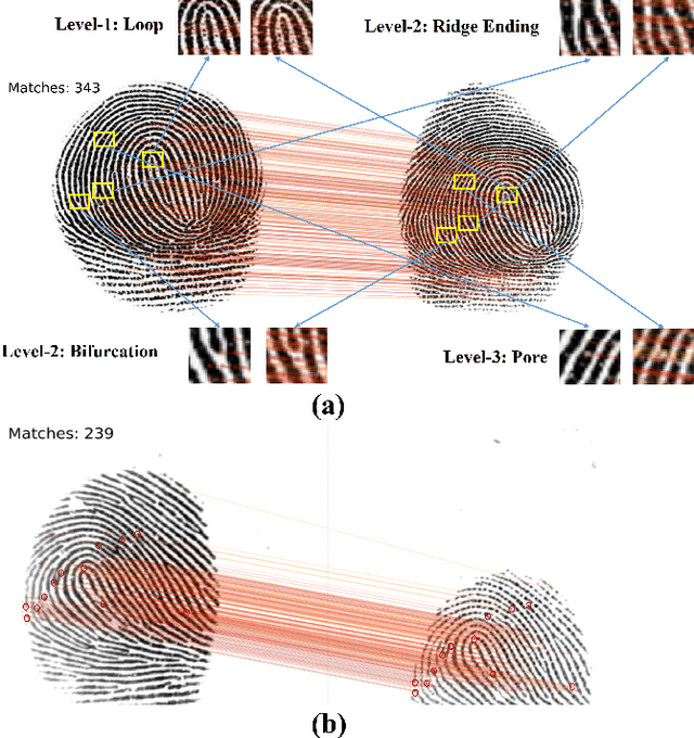 Figure 2 for IFViT: Interpretable Fixed-Length Representation for Fingerprint Matching via Vision Transformer