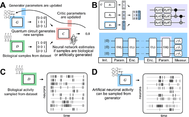 Figure 1 for Exploring Biological Neuronal Correlations with Quantum Generative Models