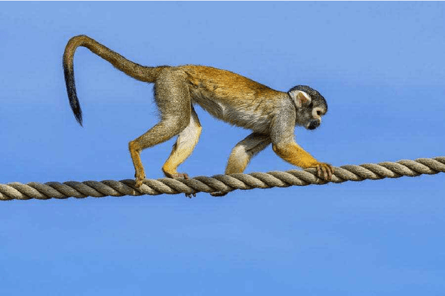 Figure 2 for Towards dynamic Narrow path walking on NU's Husky