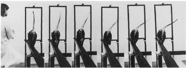 Figure 4 for Towards dynamic Narrow path walking on NU's Husky