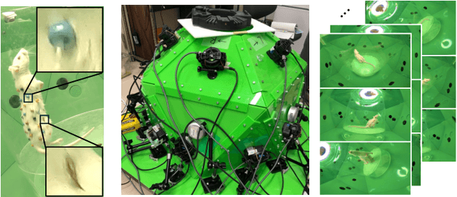 Figure 3 for RatBodyFormer: Rodent Body Surface from Keypoints