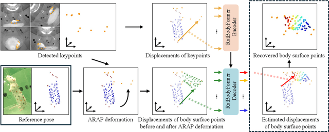 Figure 4 for RatBodyFormer: Rodent Body Surface from Keypoints