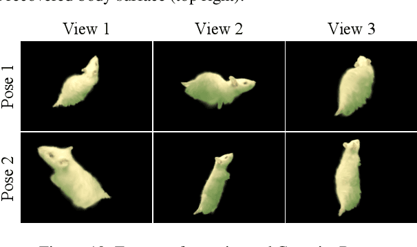 Figure 2 for RatBodyFormer: Rodent Body Surface from Keypoints