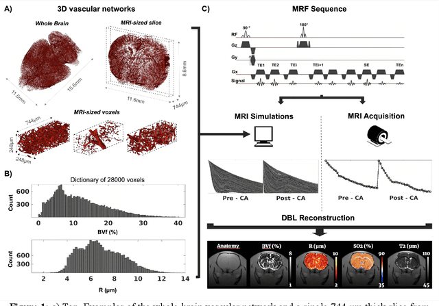 Figure 1 for Enhancing MR vascular Fingerprinting through realistic microvascular geometries