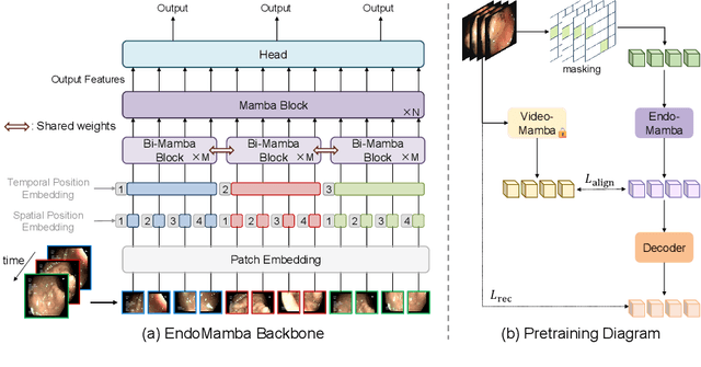 Figure 1 for EndoMamba: An Efficient Foundation Model for Endoscopic Videos