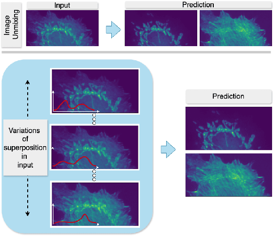 Figure 1 for indiSplit: Bringing Severity Cognizance to Image Decomposition in Fluorescence Microscopy