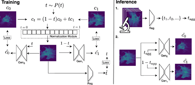 Figure 3 for indiSplit: Bringing Severity Cognizance to Image Decomposition in Fluorescence Microscopy