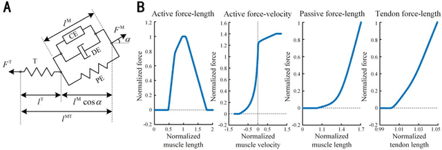 Figure 4 for A Comprehensive Dynamic Simulation Framework for Coupled Neuromusculoskeletal-Exoskeletal Systems