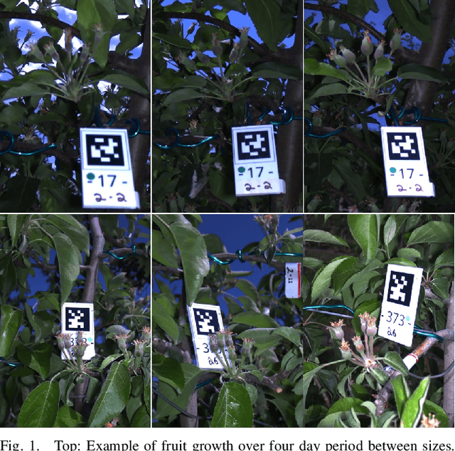 Figure 1 for Transformer-Based Spatio-Temporal Association of Apple Fruitlets