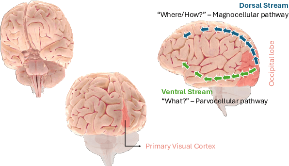 Figure 1 for Connectivity-Inspired Network for Context-Aware Recognition