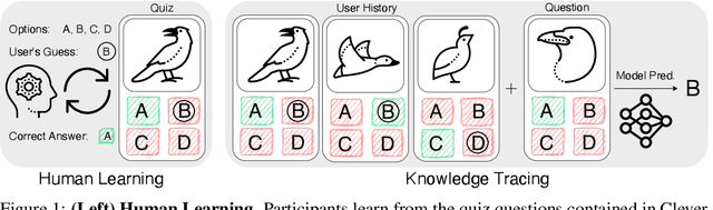 Figure 1 for CleverBirds: A Multiple-Choice Benchmark for Fine-grained Human Knowledge Tracing