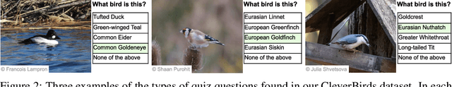 Figure 2 for CleverBirds: A Multiple-Choice Benchmark for Fine-grained Human Knowledge Tracing