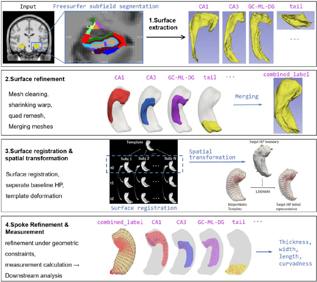 Figure 1 for HippMetric: A skeletal-representation-based framework for cross-sectional and longitudinal hippocampal substructural morphometry