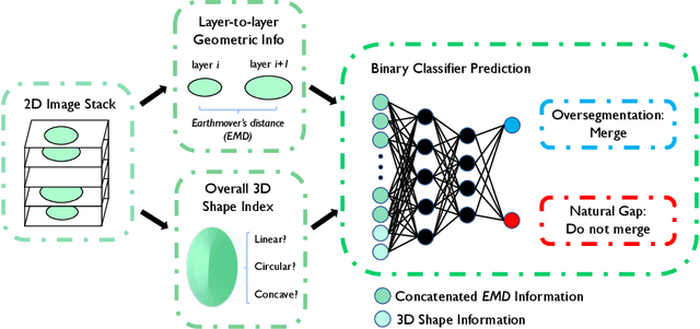 Figure 3 for Geometric Framework for 3D Cell Segmentation Correction