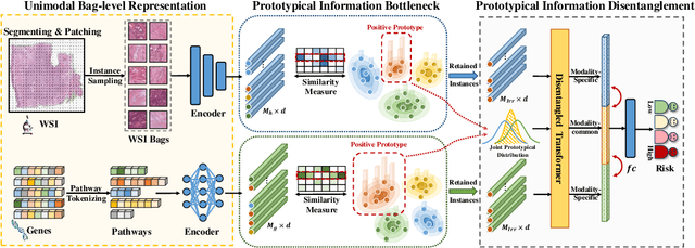 Figure 1 for Prototypical Information Bottlenecking and Disentangling for Multimodal Cancer Survival Prediction
