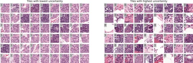 Figure 3 for Benchmarking common uncertainty estimation methods with histopathological images under domain shift and label noise