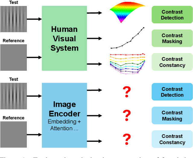 Figure 1 for Do computer vision foundation models learn the low-level characteristics of the human visual system?