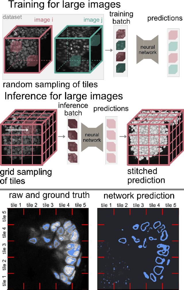 Figure 1 for Tiling artifacts and trade-offs of feature normalization in the segmentation of large biological images