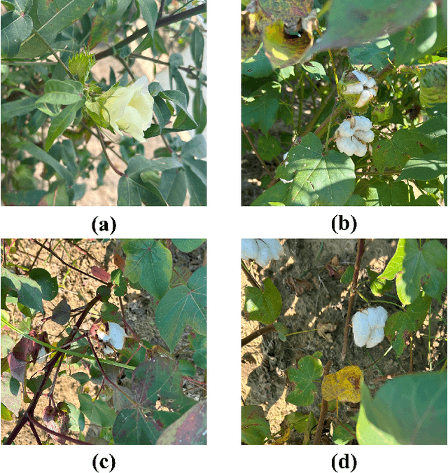 Figure 3 for Cott-ADNet: Lightweight Real-Time Cotton Boll and Flower Detection Under Field Conditions