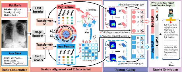 Figure 1 for MCA-RG: Enhancing LLMs with Medical Concept Alignment for Radiology Report Generation