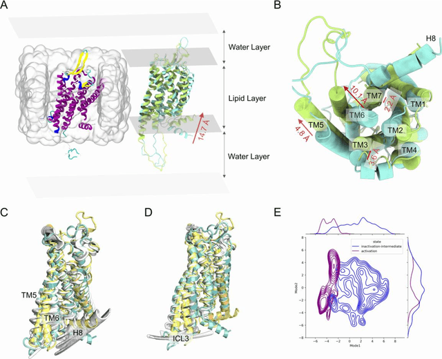 Figure 1 for Deciphering the unique dynamic activation pathway in a G protein-coupled receptor enables unveiling biased signaling and identifying cryptic allosteric sites in conformational intermediates