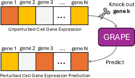 Figure 1 for GRAPE: Heterogeneous Graph Representation Learning for Genetic Perturbation with Coding and Non-Coding Biotype