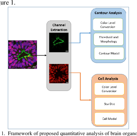 Figure 1 for Automatic Quantitative Analysis of Brain Organoids via Deep Learning
