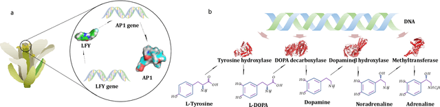 Figure 1 for GARA: A novel approach to Improve Genetic Algorithms' Accuracy and Efficiency by Utilizing Relationships among Genes