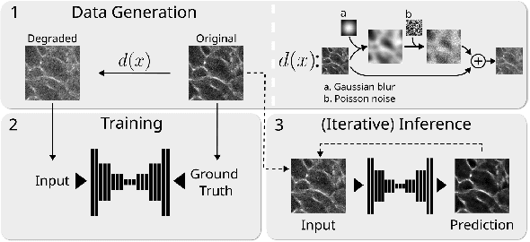 Figure 1 for DeepContrast: Deep Tissue Contrast Enhancement using Synthetic Data Degradations and OOD Model Predictions