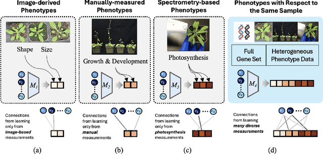 Figure 2 for AGP: A Novel Arabidopsis thaliana Genomics-Phenomics Dataset and its HyperGraph Baseline Benchmarking