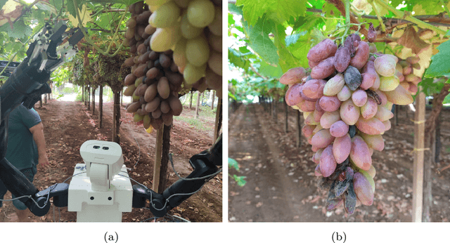 Figure 1 for Synthetic Data Generation for Anomaly Detection on Table Grapes