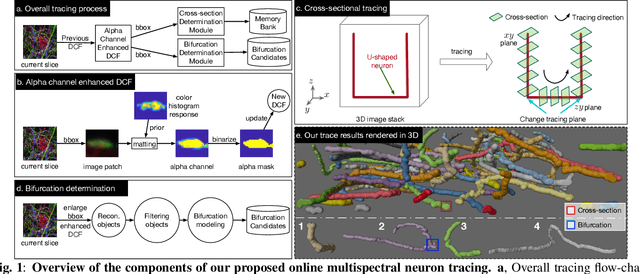 Figure 1 for Online Multi-spectral Neuron Tracing