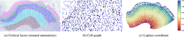 Figure 1 for Revealing Cortical Layers In Histological Brain Images With Self-Supervised Graph Convolutional Networks Applied To Cell-Graphs