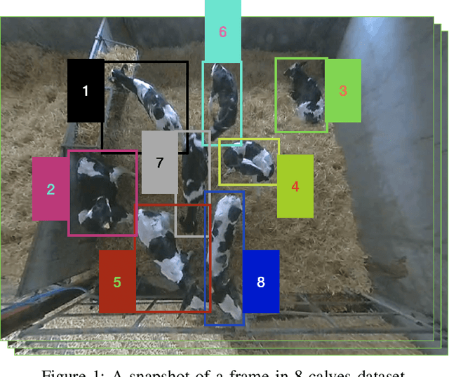 Figure 1 for 8-Calves Image dataset