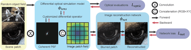 Figure 4 for Successive optimization of optics and post-processing with differentiable coherent PSF operator and field information