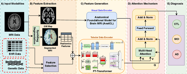 Figure 2 for Not Only Grey Matter: OmniBrain for Robust Multimodal Classification of Alzheimer's Disease