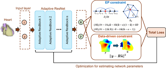 Figure 1 for Numerical Differentiation-based Electrophysiology-Aware Adaptive ResNet for Inverse ECG Modeling