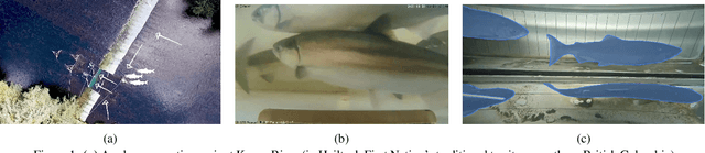 Figure 1 for Exploring Multimodal Foundation AI and Expert-in-the-Loop for Sustainable Management of Wild Salmon Fisheries in Indigenous Rivers