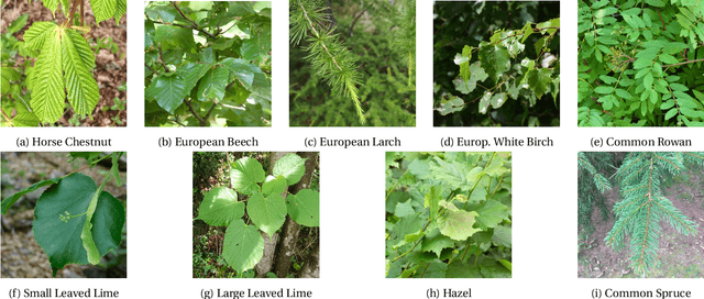 Figure 1 for Deep learning meets tree phenology modeling: PhenoFormer vs. process-based models