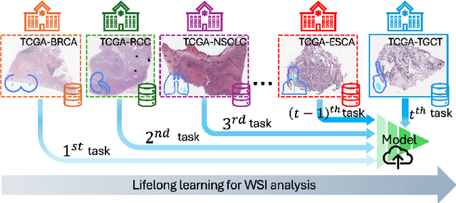 Figure 1 for Lifelong Whole Slide Image Analysis: Online Vision-Language Adaptation and Past-to-Present Gradient Distillation