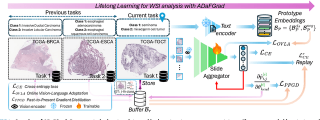 Figure 3 for Lifelong Whole Slide Image Analysis: Online Vision-Language Adaptation and Past-to-Present Gradient Distillation