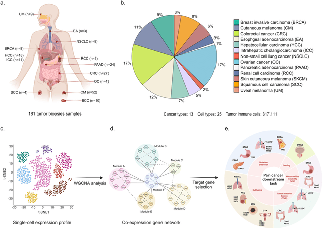 Figure 2 for Pan-cancer gene set discovery via scRNA-seq for optimal deep learning based downstream tasks