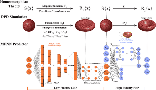 Figure 4 for Reconstruction of three-dimensional shapes of normal and disease-related erythrocytes from partial observations using multi-fidelity neural networks